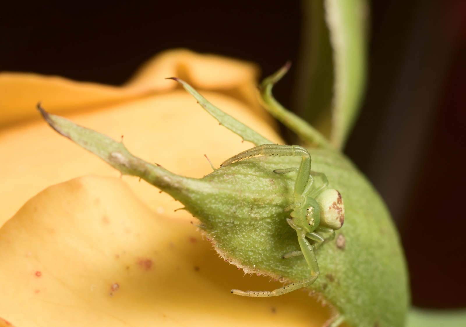 Just a photo - My, The photo, Animals, Macro, Spider, cat, Longpost, Macro photography