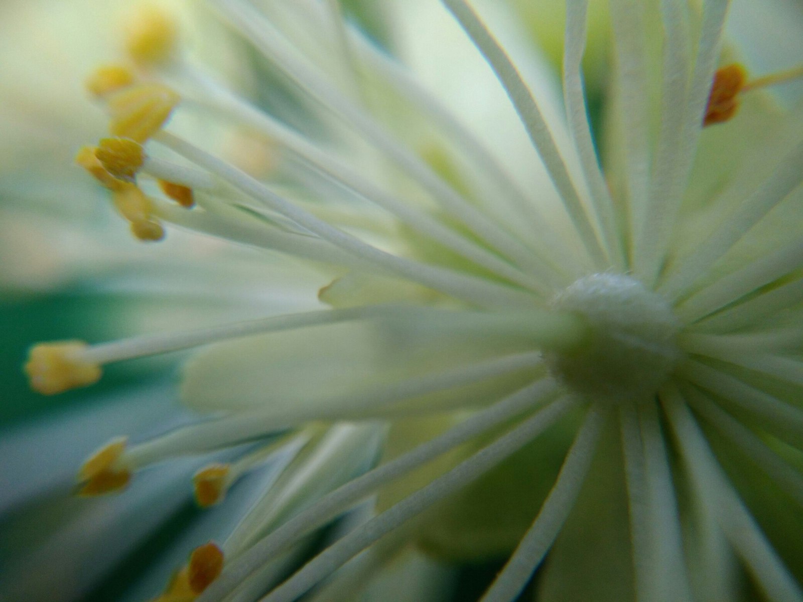 My attempts to take macro photos - My, Macro, The photo, , Flowers, Moss, Macro photography, Closeup, Longpost