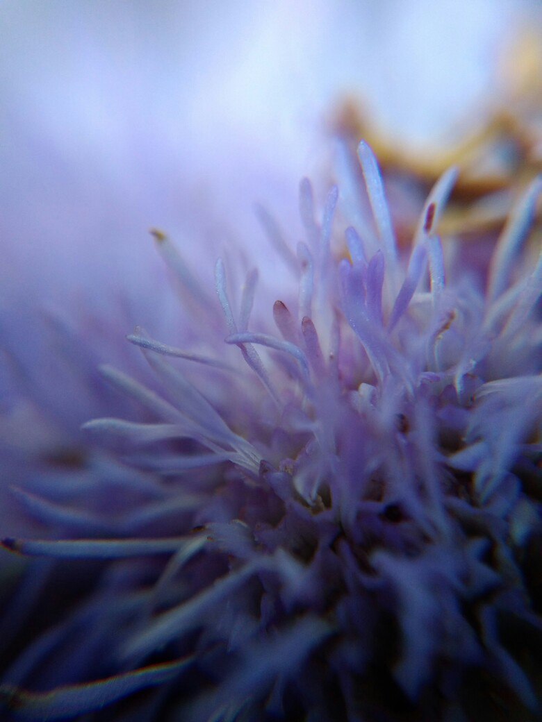 My attempts to take macro photos - My, Macro, The photo, , Flowers, Moss, Macro photography, Closeup, Longpost