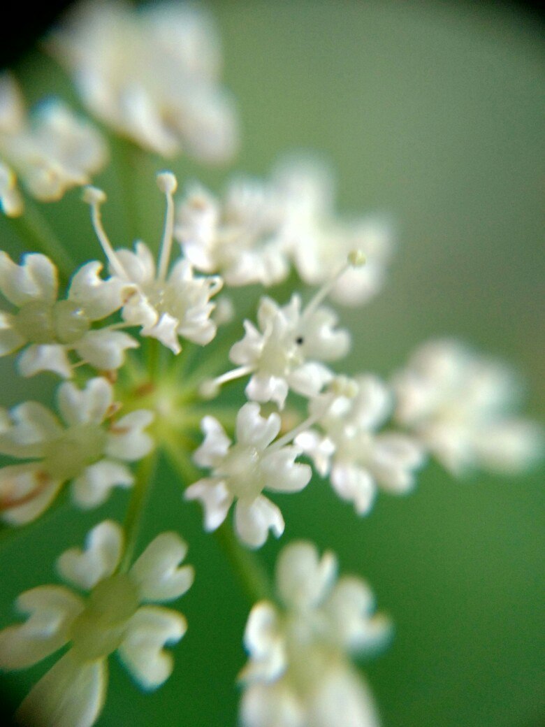 My attempts to take macro photos - My, Macro, The photo, , Flowers, Moss, Macro photography, Closeup, Longpost