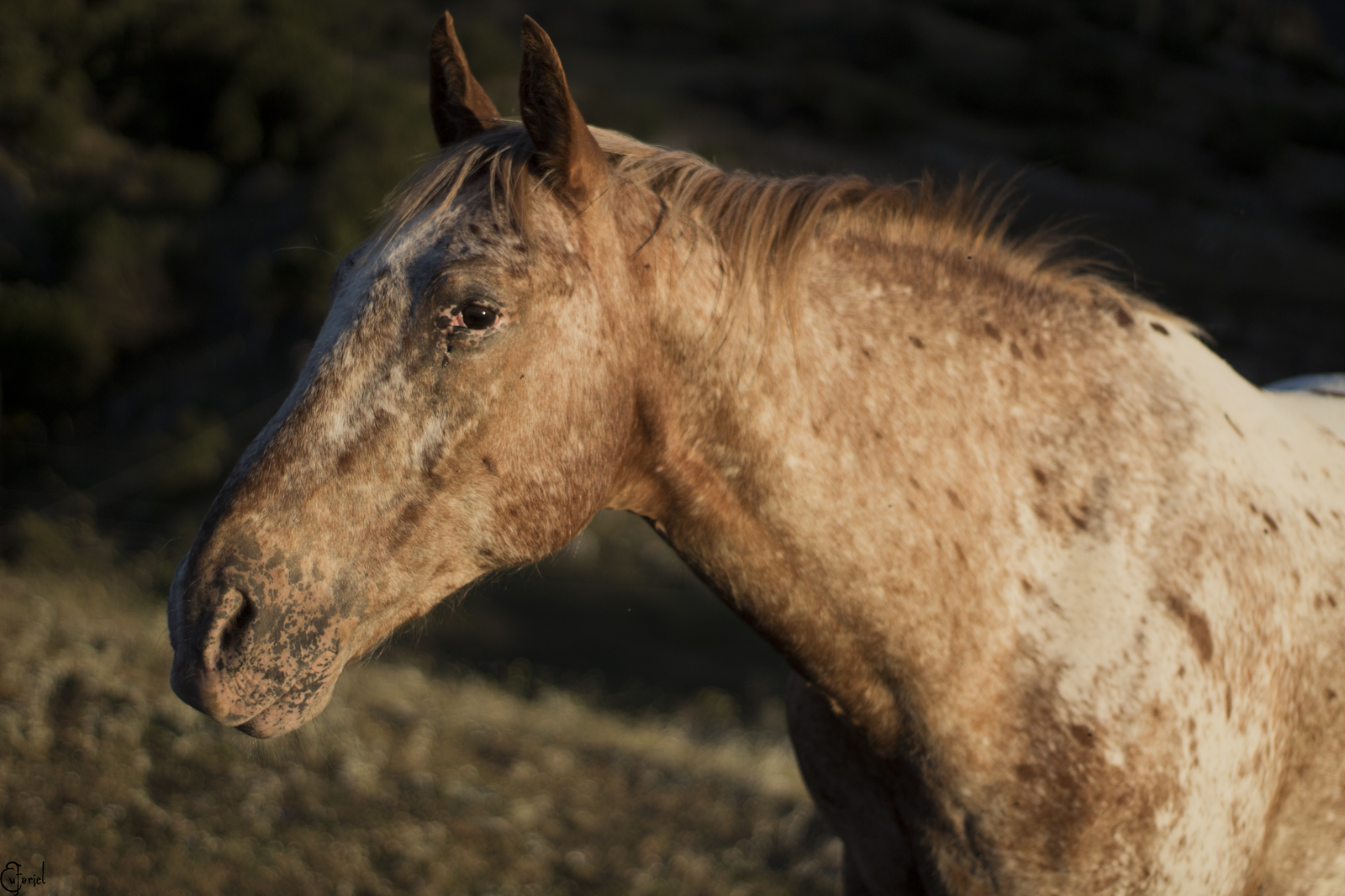 The mountains of Italy and who lives in them - My, Animals, Horses, Cow, Nature, Longpost