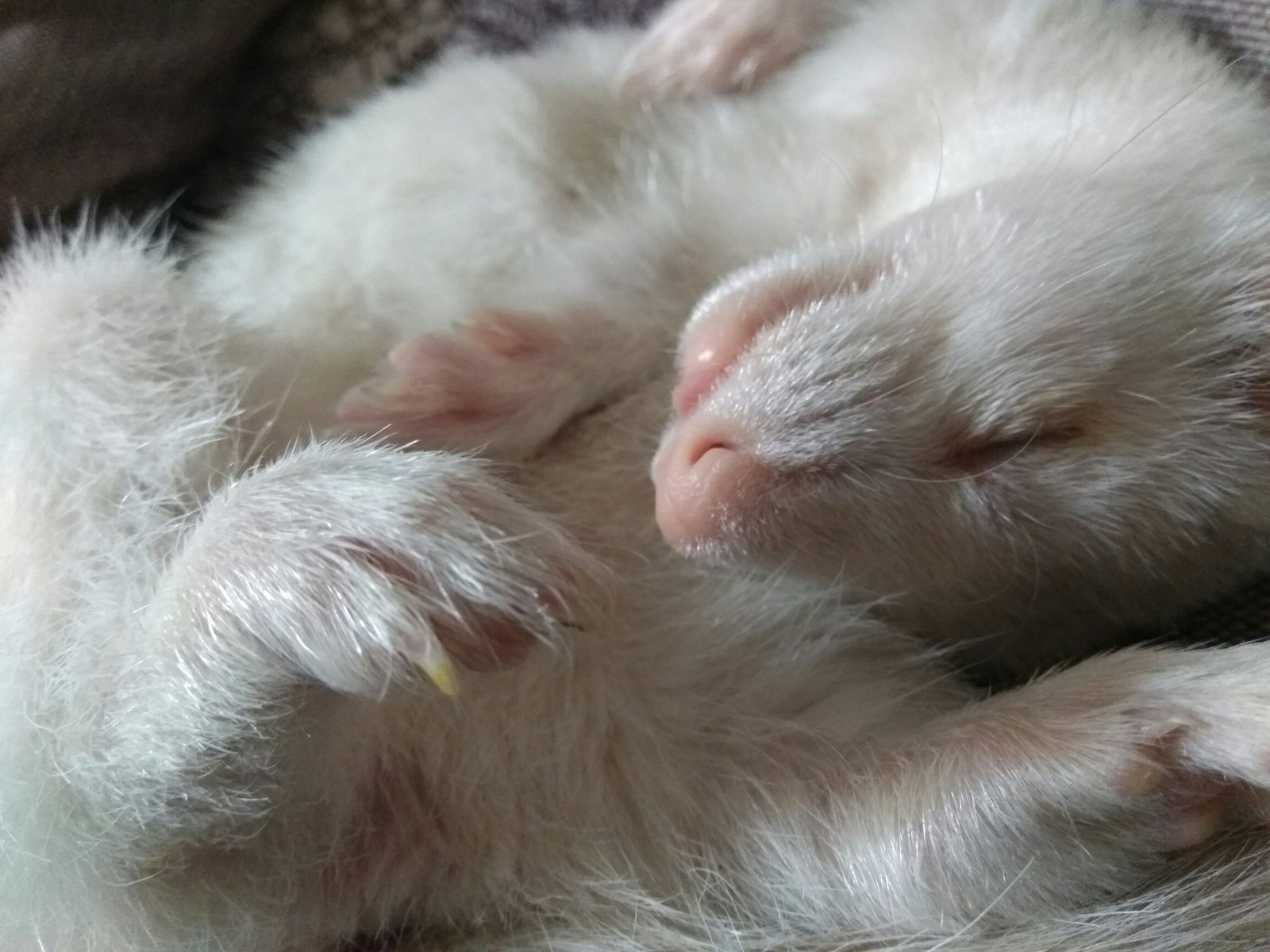 Cage for ferrets with its straight lines - My, Cell, Ferret, Longpost