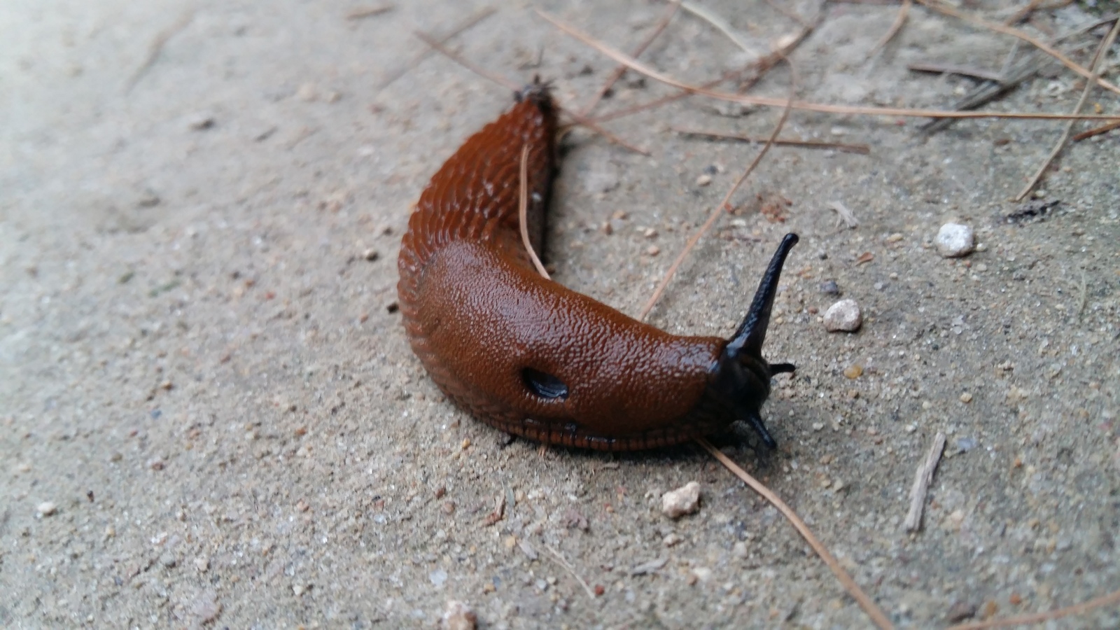 What kind of beast is this? - My, The photo, Slug, My, Slug