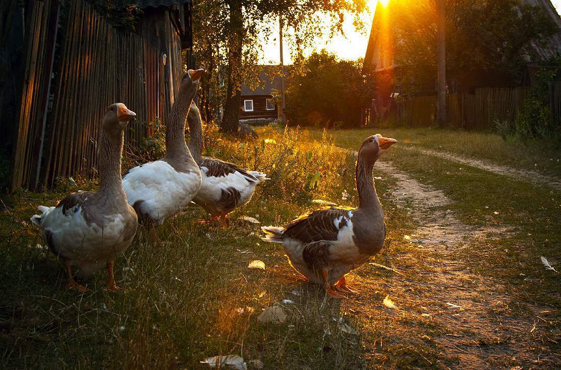 The charm of the Russian hinterland - Village, Homeland, Backwoods, Animals, Longpost, Provinces