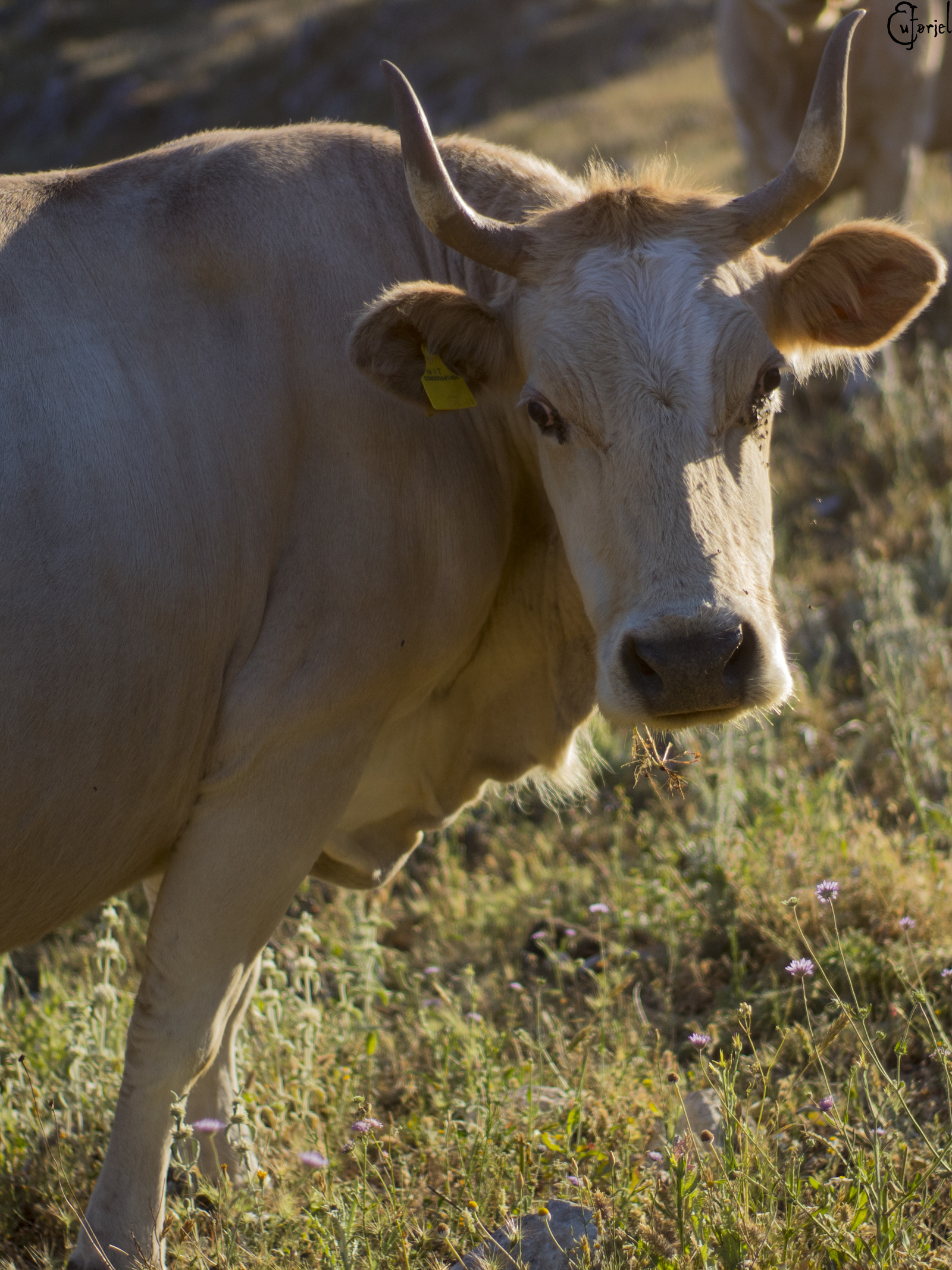 The mountains of Italy and who lives in them - My, Animals, Horses, Cow, Nature, Longpost