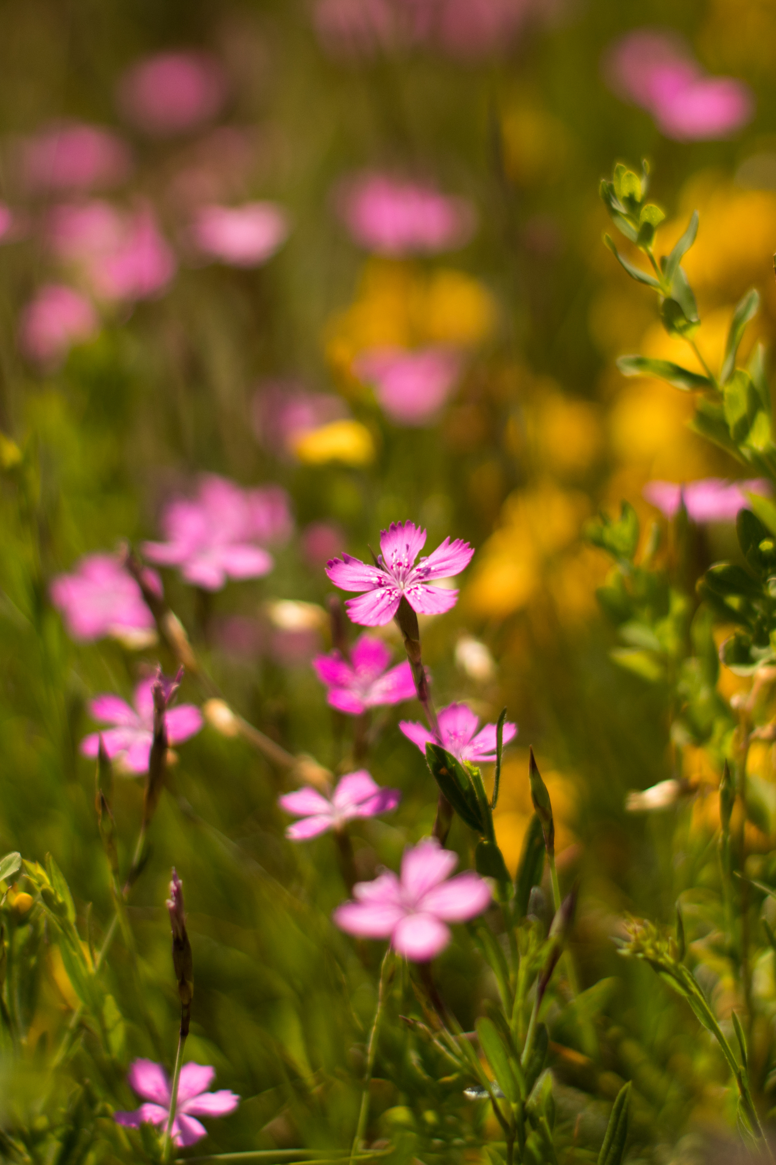 Summer is in full swing - My, Flowers, Nature, Summer, The photo