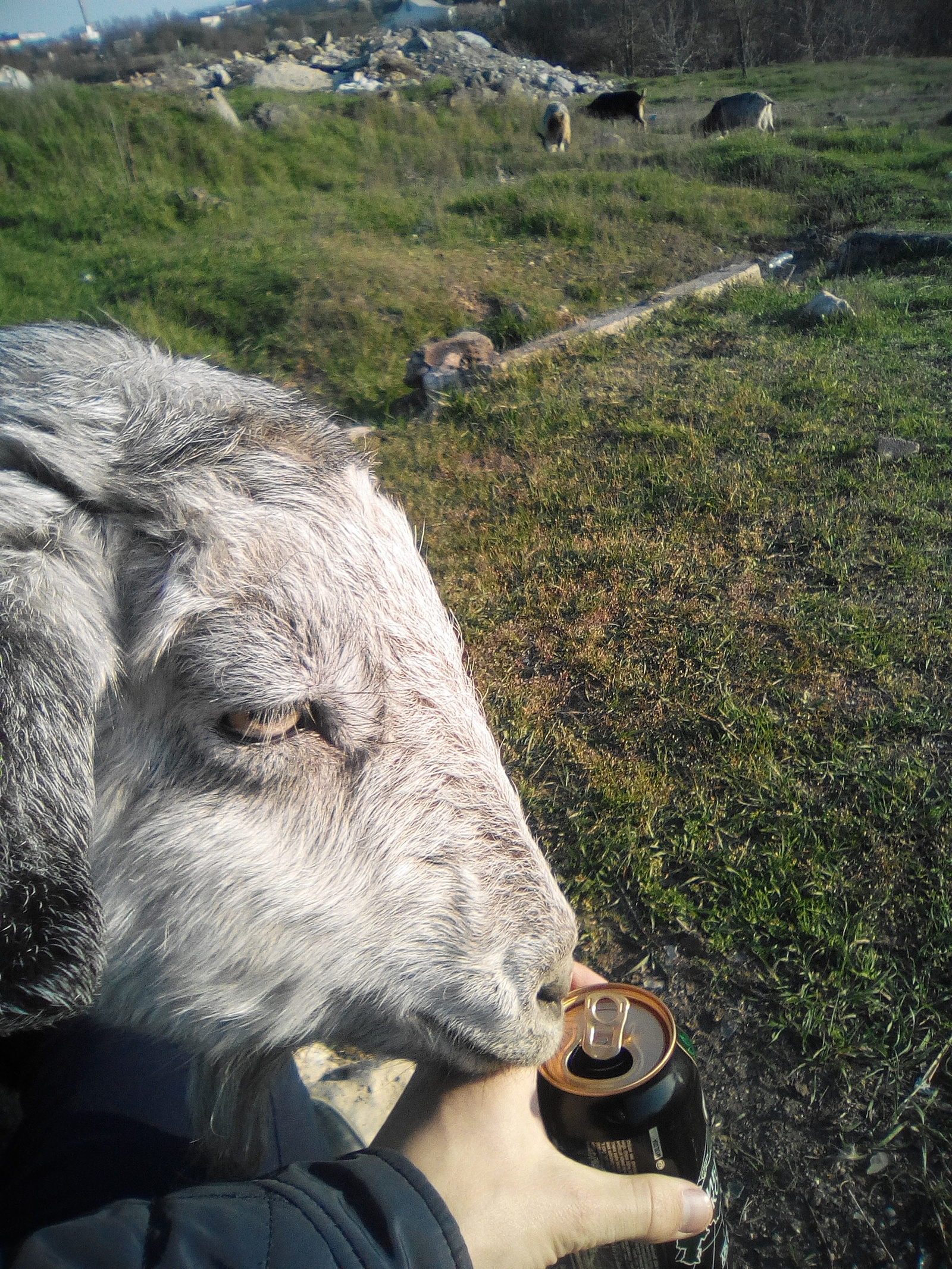 The goat drinks beer. - My, Goat, Beer