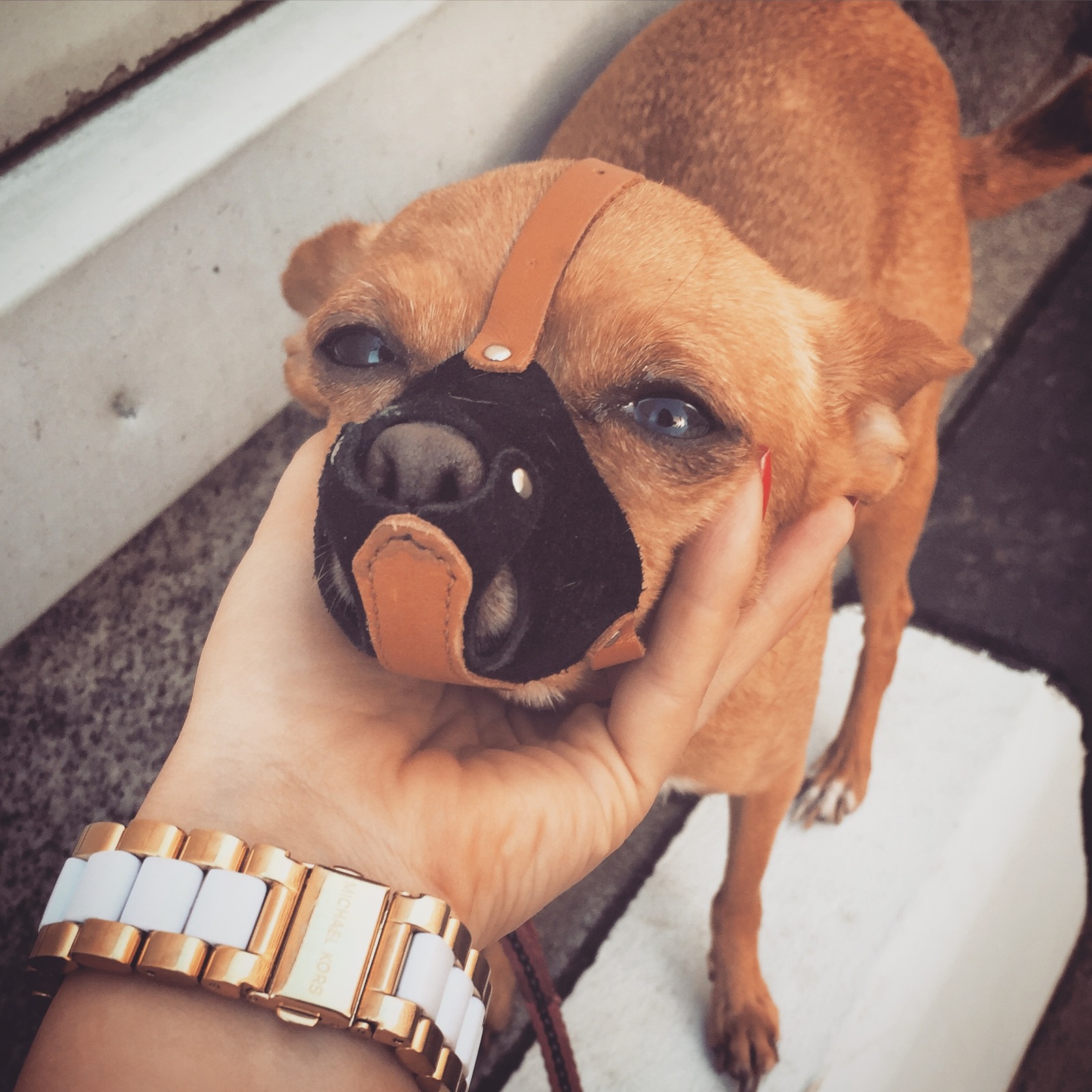 When you're a good girl at home and a monster outside - My, Dog, The, The photo