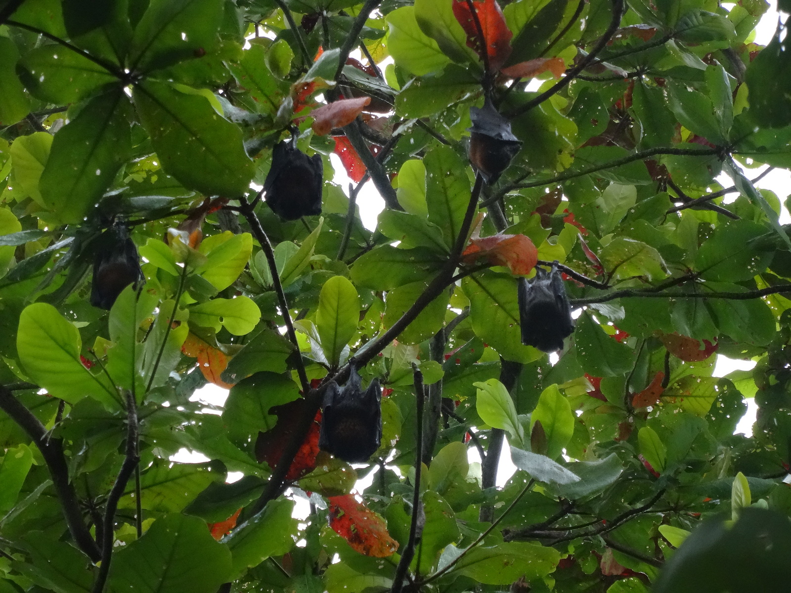 Hanging pear, you can not eat. Bats in the Andaman Islands. Resting. Pigeon-sized. - My, Bat, Andaman Islands