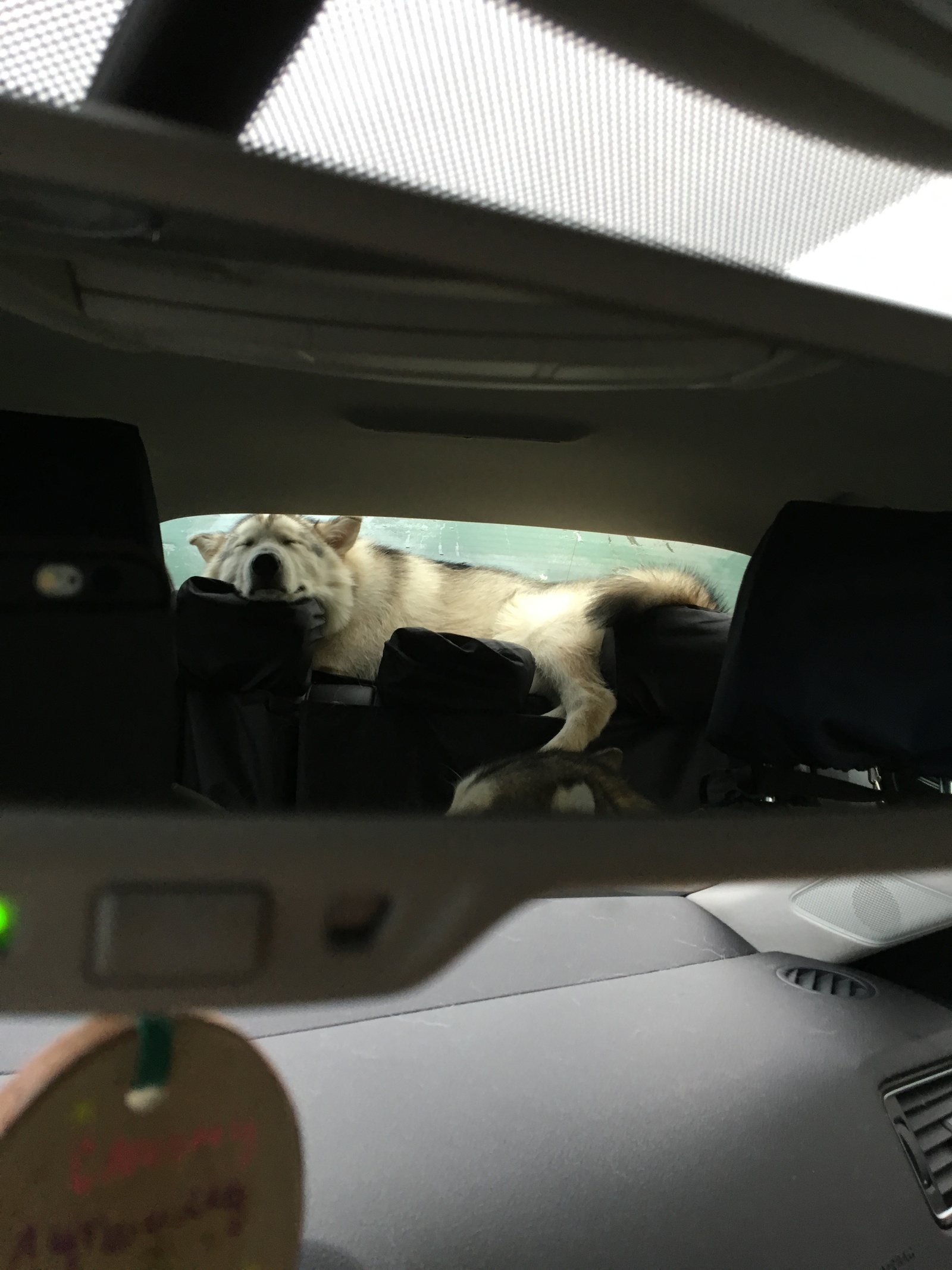 That's how we drove 3000 km. - My, Alaskan Malamute, Карелия, Longpost, Dog