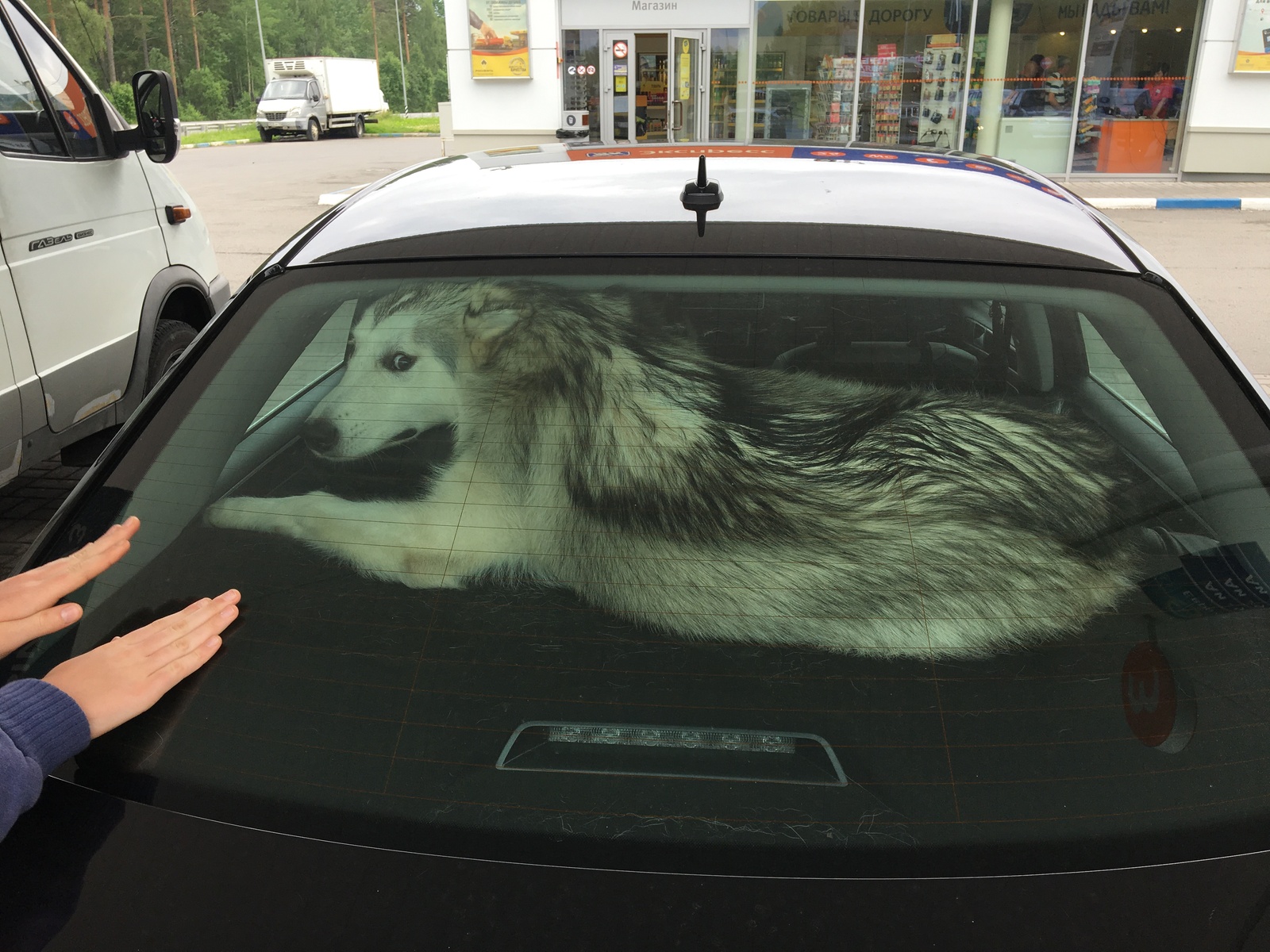 That's how we drove 3000 km. - My, Alaskan Malamute, Карелия, Longpost, Dog