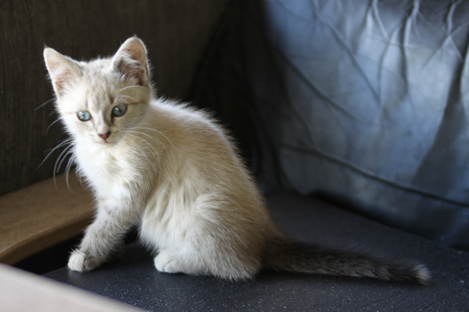 ПИТЕР!!! HELP!! Котейки ищут дом! - Моё, Кот, Кошки и котята, В добрые руки, Помощь, Помощь животным, Ленинградская область, Санкт-Петербург, Длиннопост