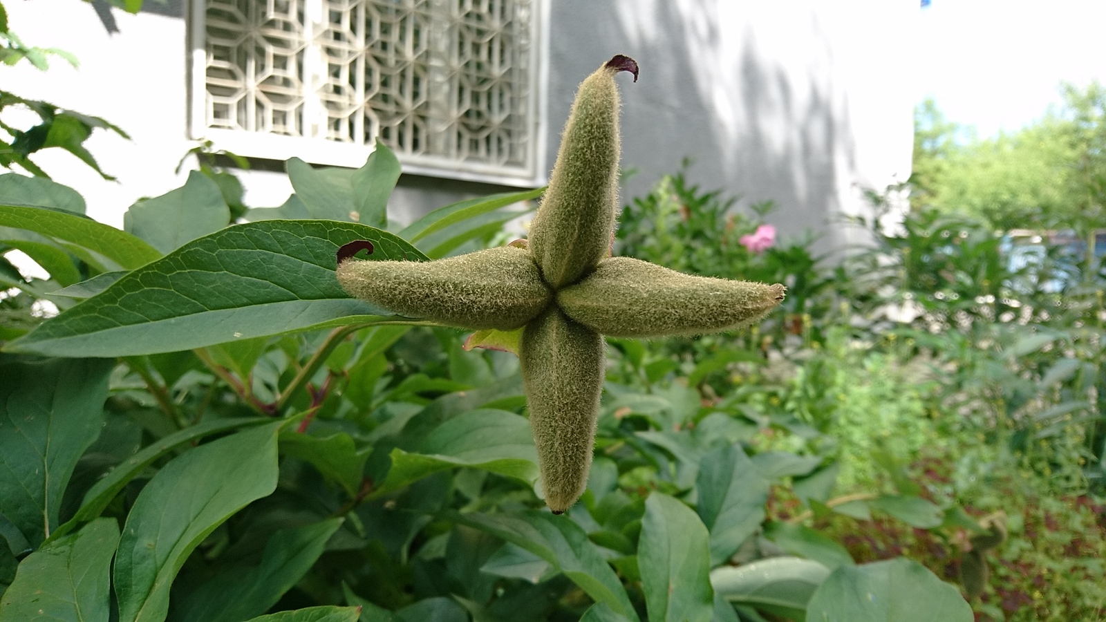 Peony seed pods - look like alien assault ships - My, Peonies, Seeds, Spaceship, Aliens, Futurism, Biology