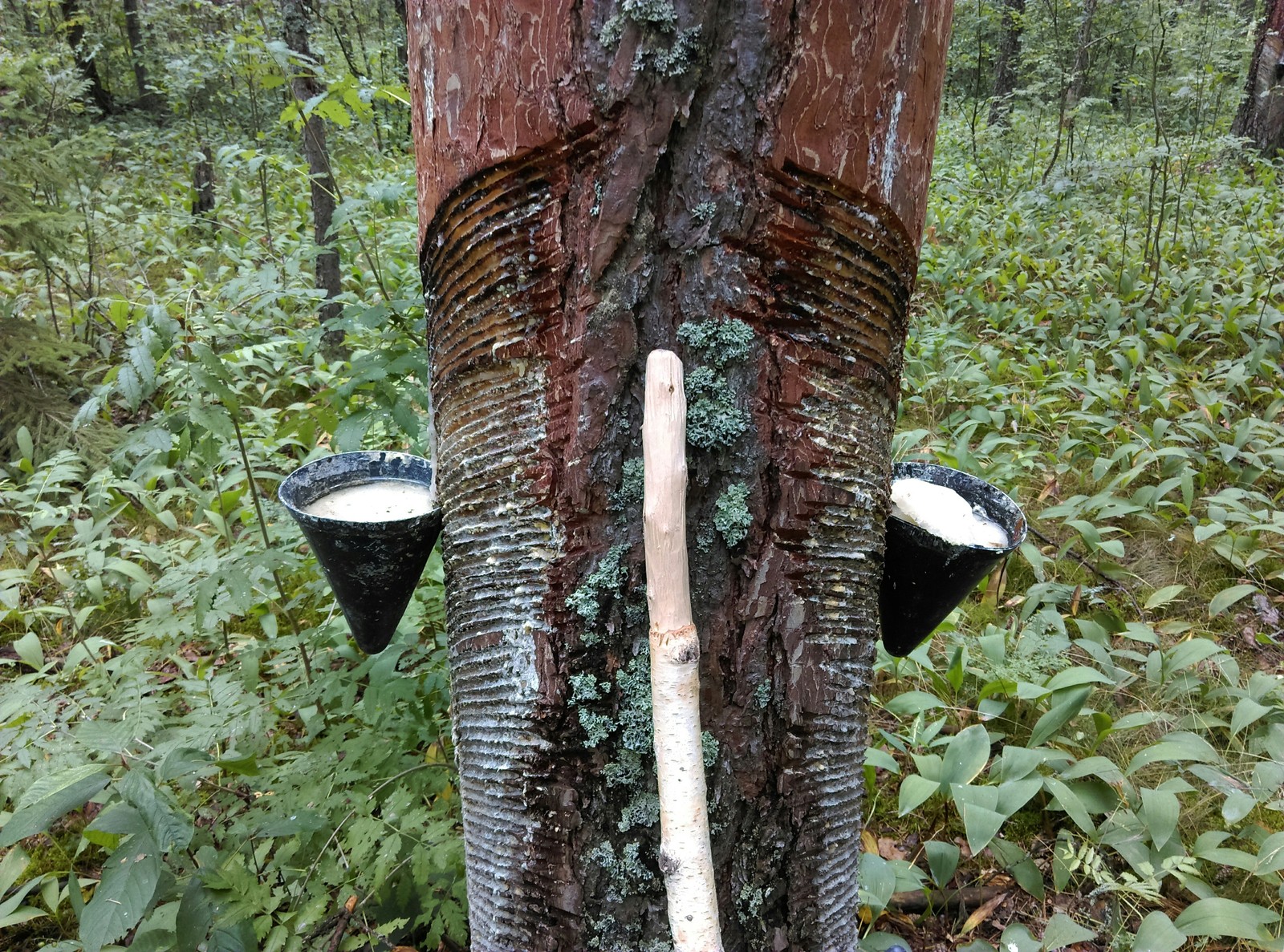 Silent hunting with full buckets - My, My, Camping, Longpost, Mushrooms, Mushroom season