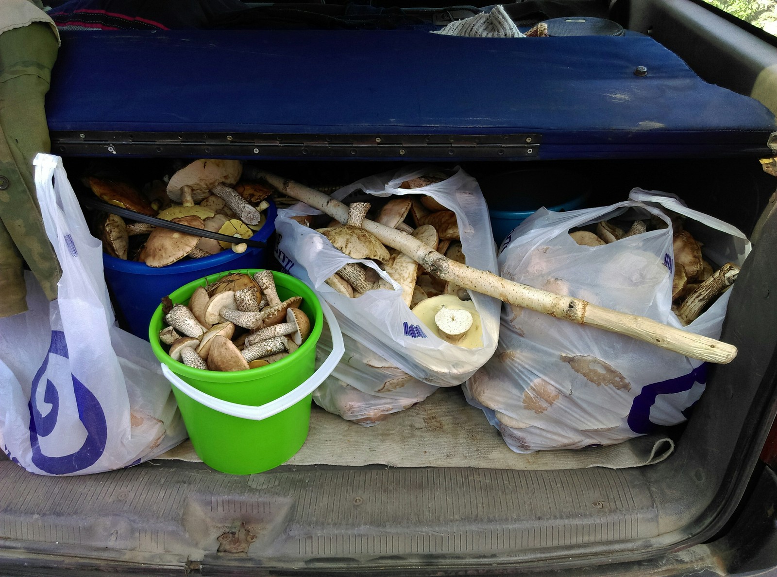 Silent hunting with full buckets - My, My, Camping, Longpost, Mushrooms, Mushroom season