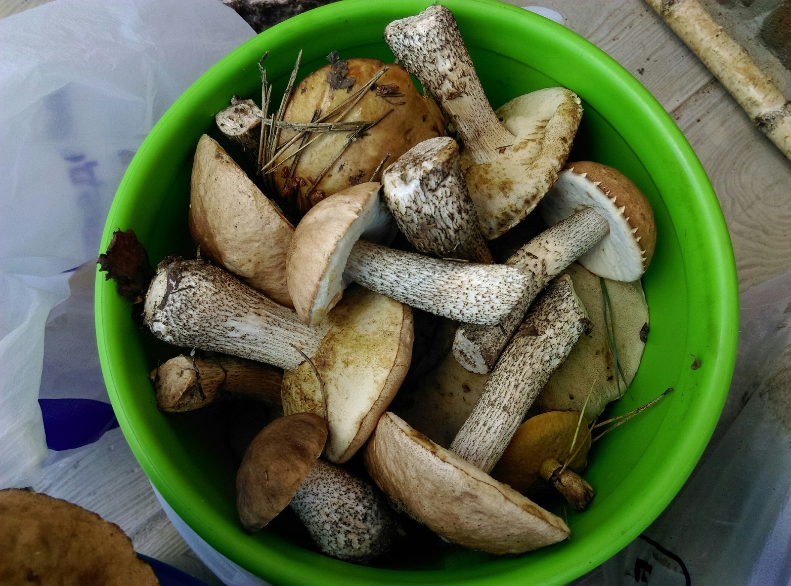 Silent hunting with full buckets - My, My, Camping, Longpost, Mushrooms, Mushroom season