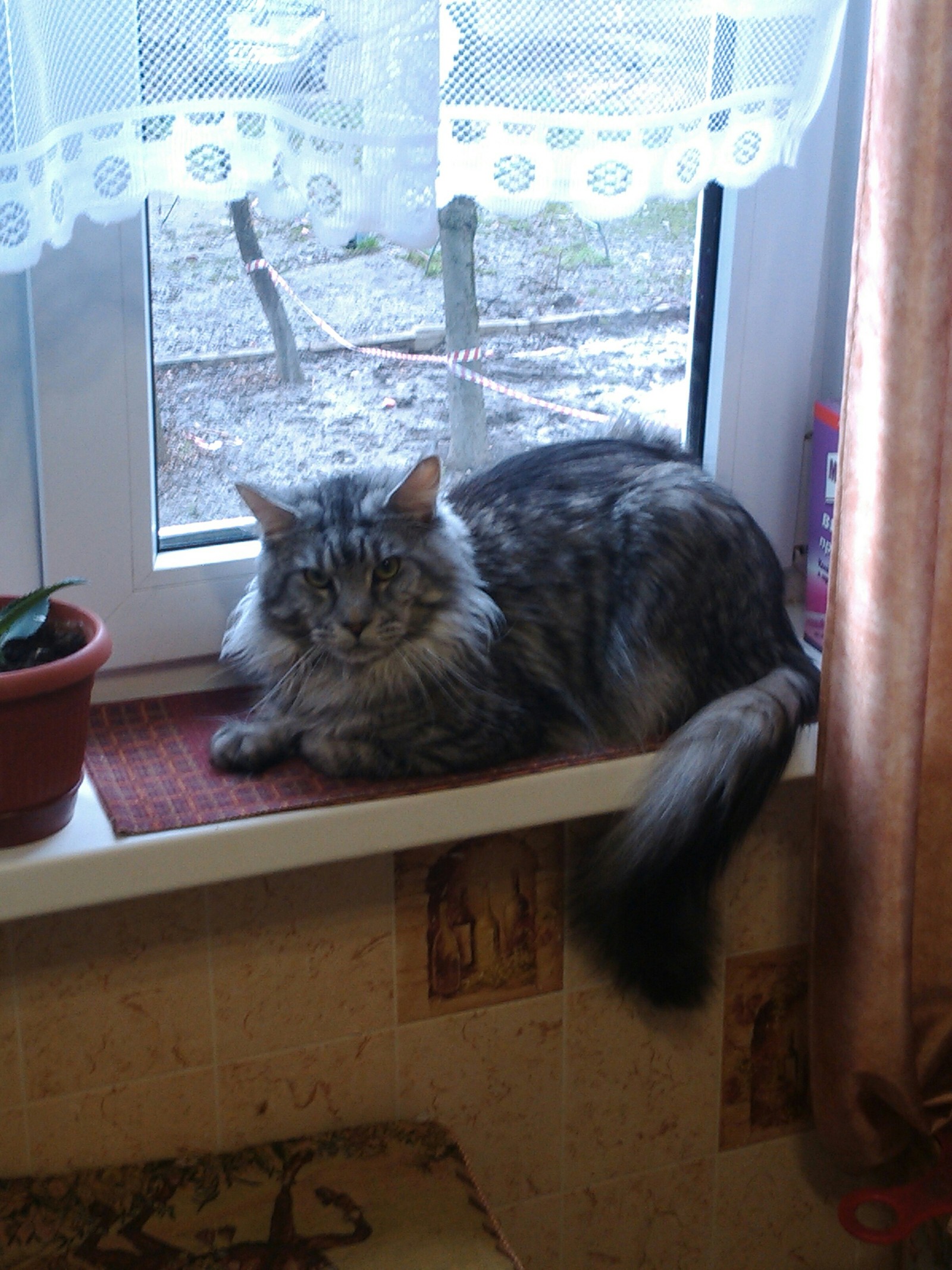 Was dissatisfied... - My, cat, Maine Coon, Catomafia, Fluffy