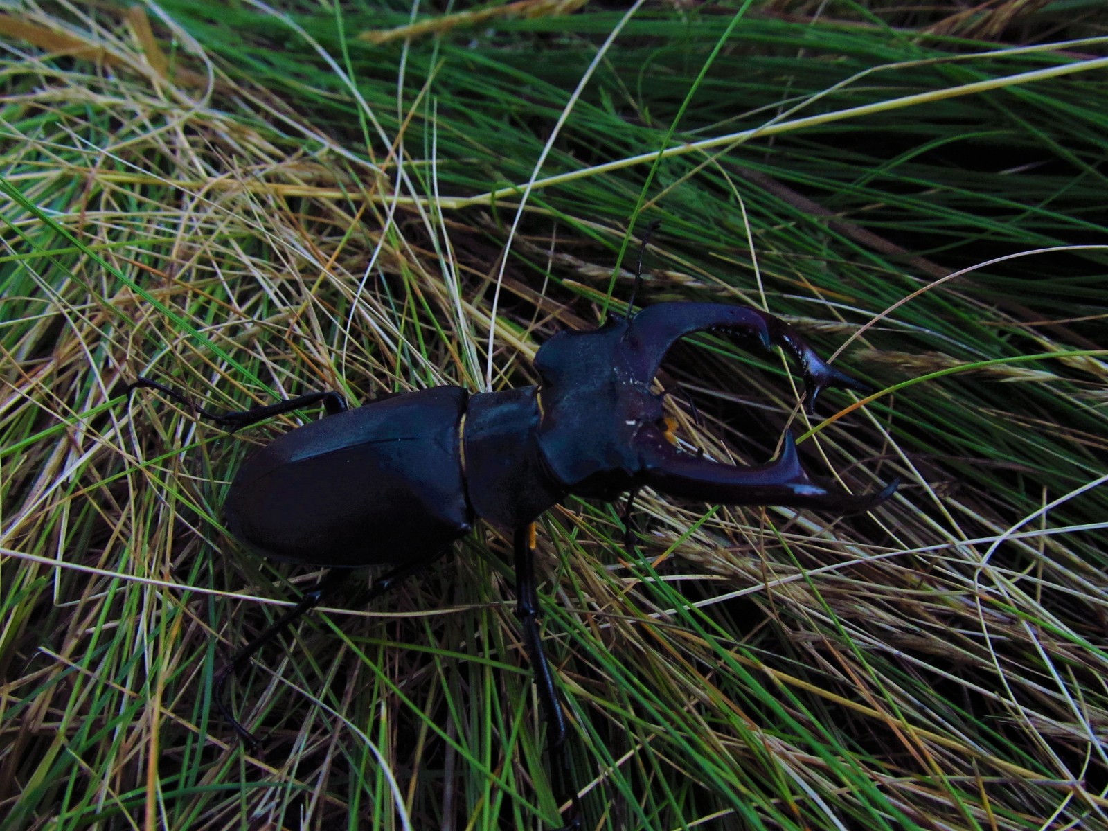 Some summer practice - My, Nature, Deer Beetle, Biology, Longpost