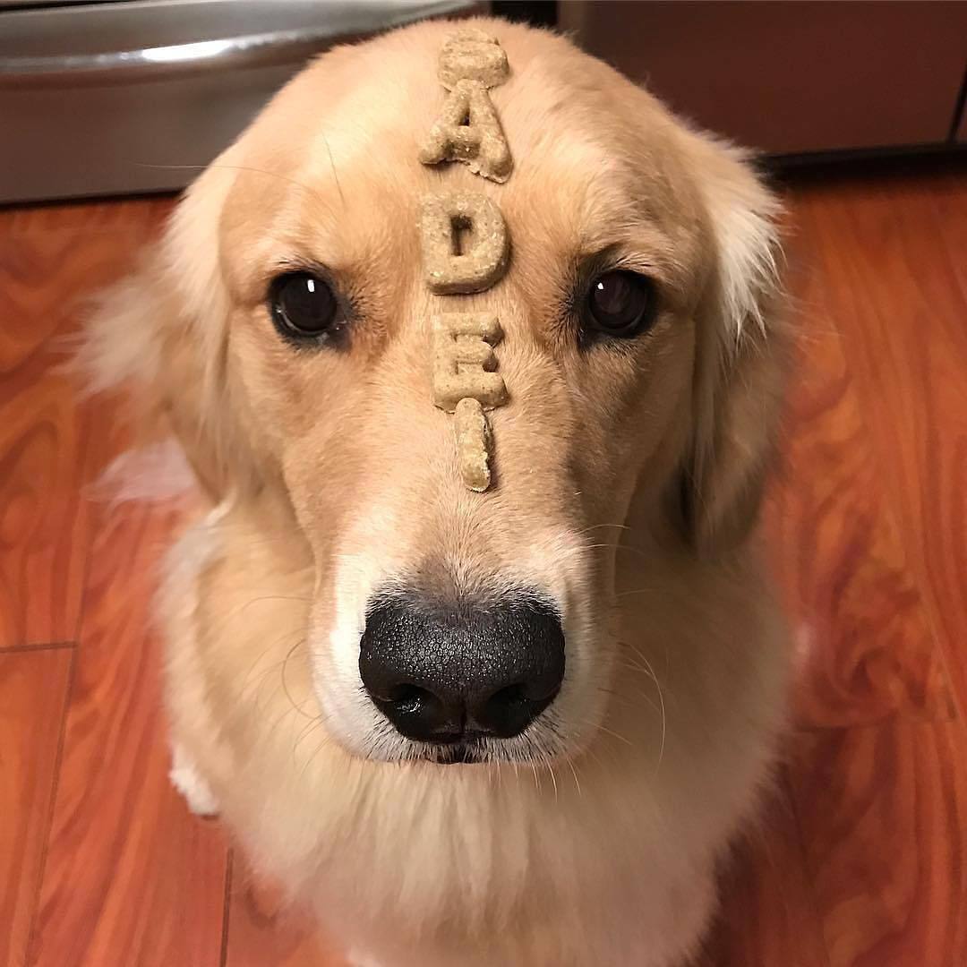 Сила воли | Пикабу