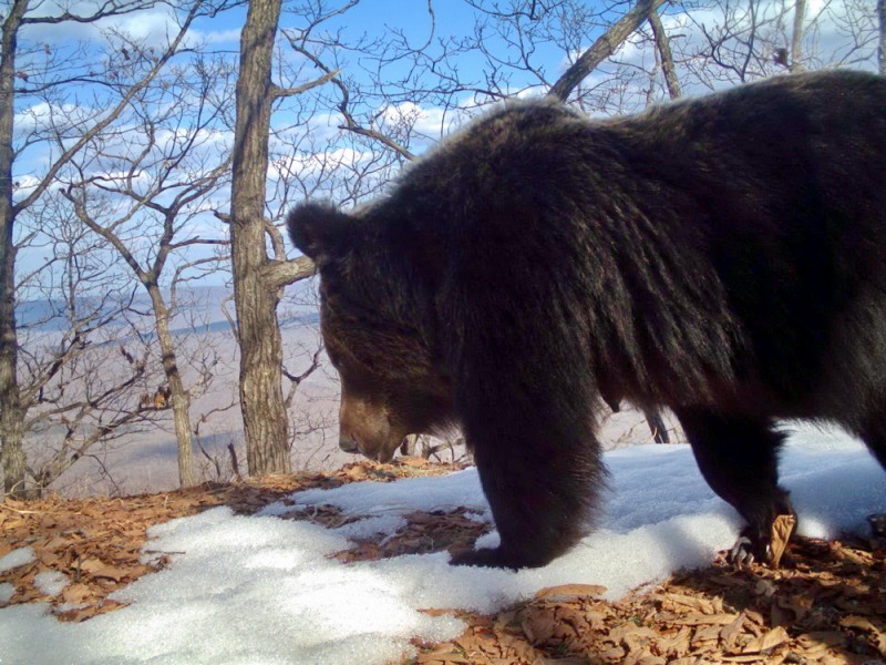 A camera trap caught a female bear with five cubs in the Land of the Leopard Reserve - Bear, Land of the Leopard, Reserve, Longpost, Video, The Bears, Reserves and sanctuaries