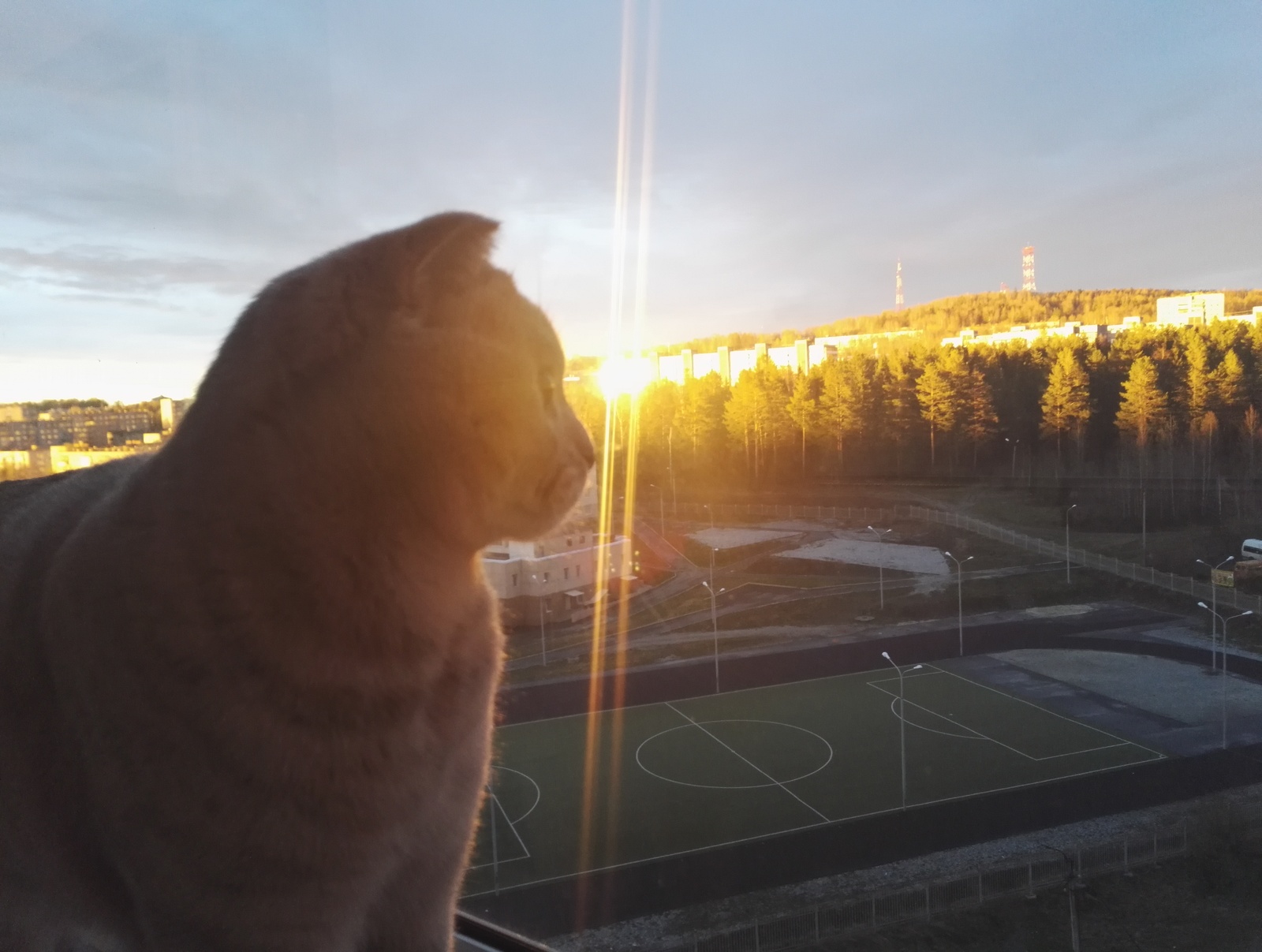 In the rays of a magical sunset .... - My, , Admires, cat