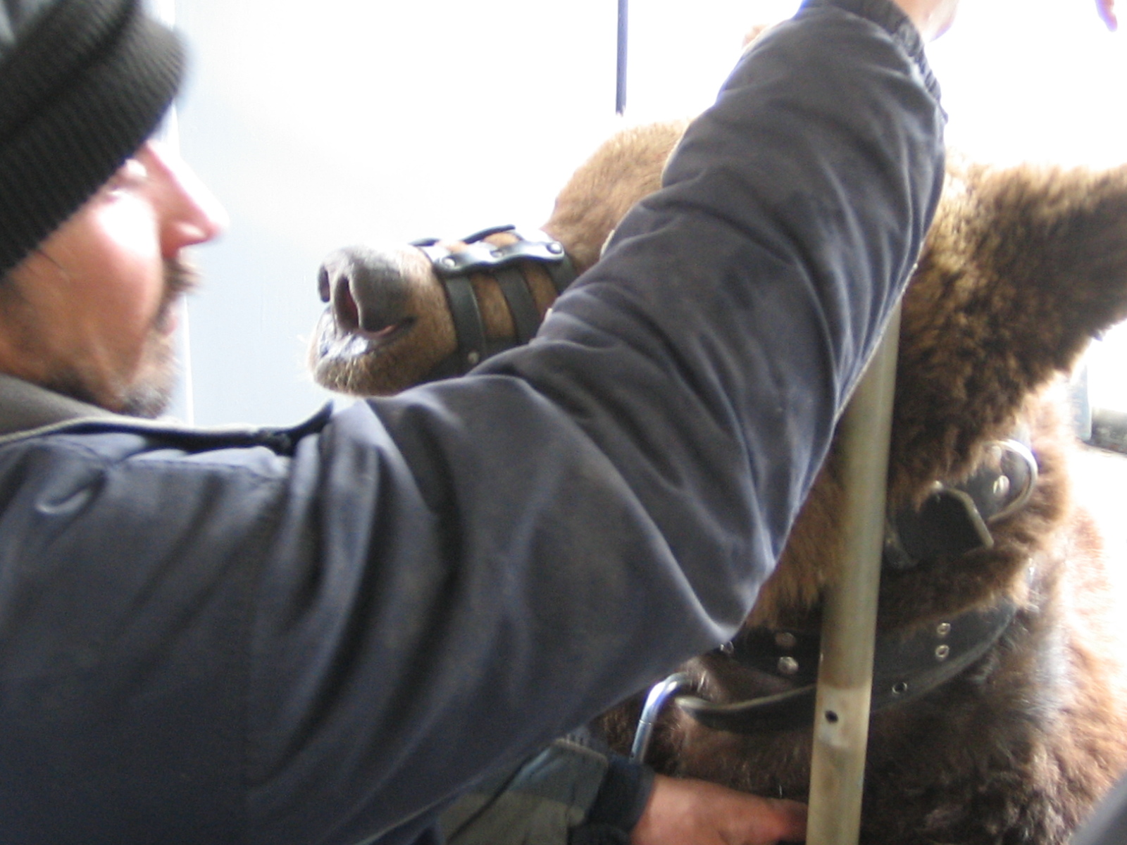 Bears on the streets? - My, The Bears, Пассажиры, Trolleybus, Saint Petersburg, Longpost