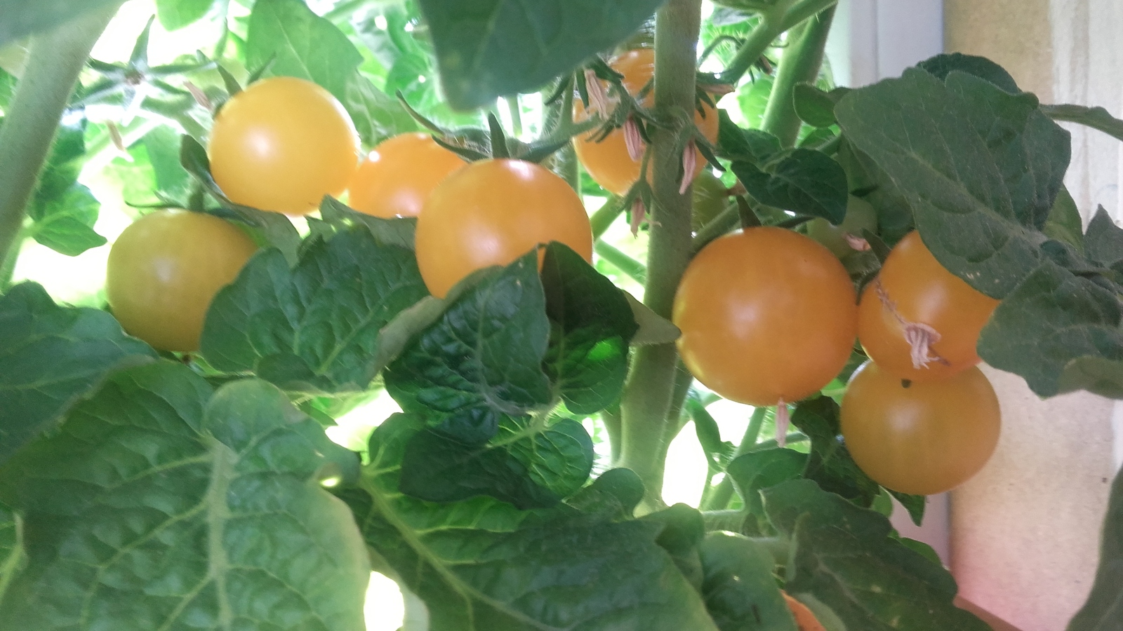 First harvest. - My, Cherry tomatoes, Balcony, Harvest