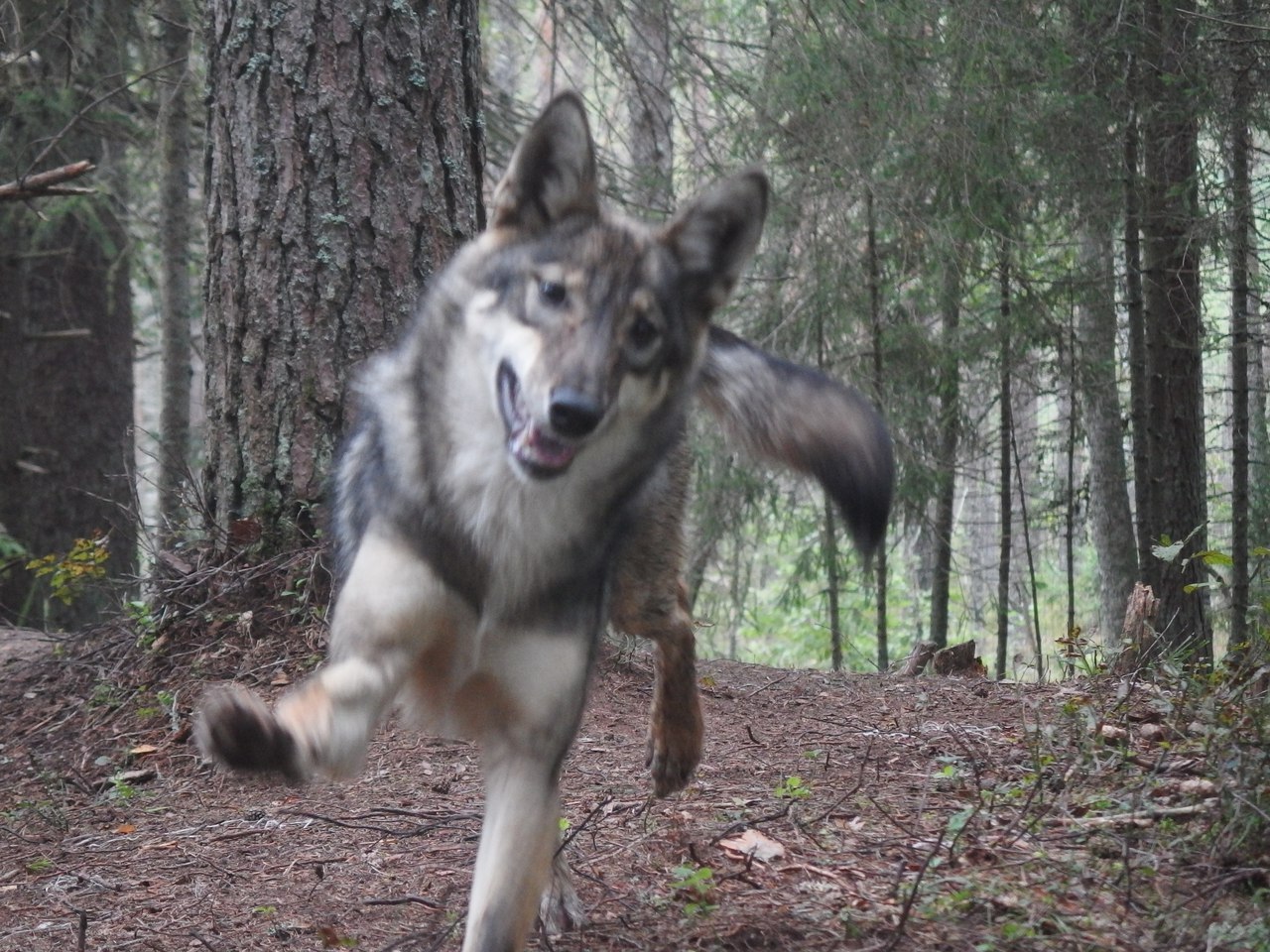 Wool Wolf - Wool Wolf, Fuzzy image, Veles, Wolf, The photo