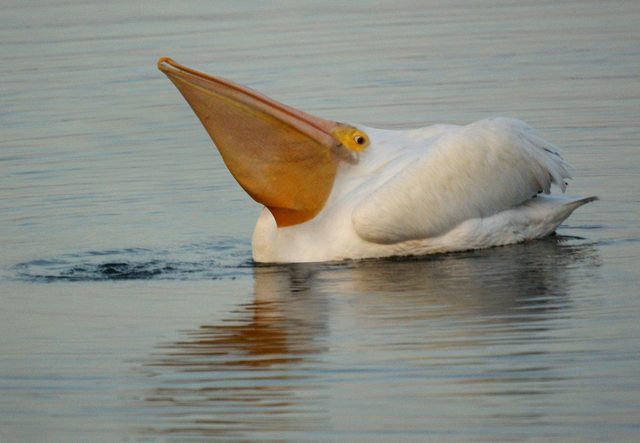 Came back from vacation at grandma's - Pelican, Birds, Water, The bone is fluffy