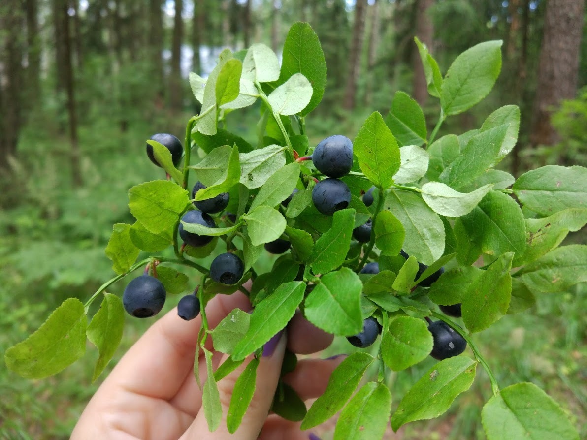 Well, at least some benefit from the rain ... - My, Blueberry, Nature