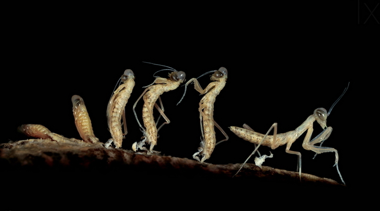 Mantis hatching stages. - Mantis, Evolution