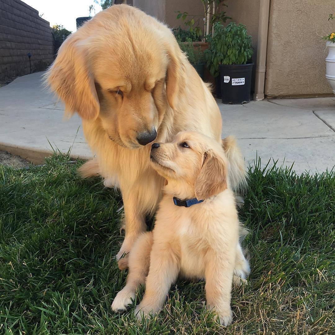 Father and son - Dog, Puppies, Father, A son, Milota