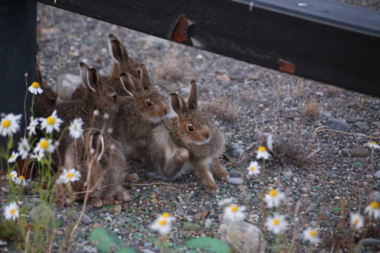 Beyond the Arctic Circle. - Tundra, Animals, The photo, Watch, hare, Longpost