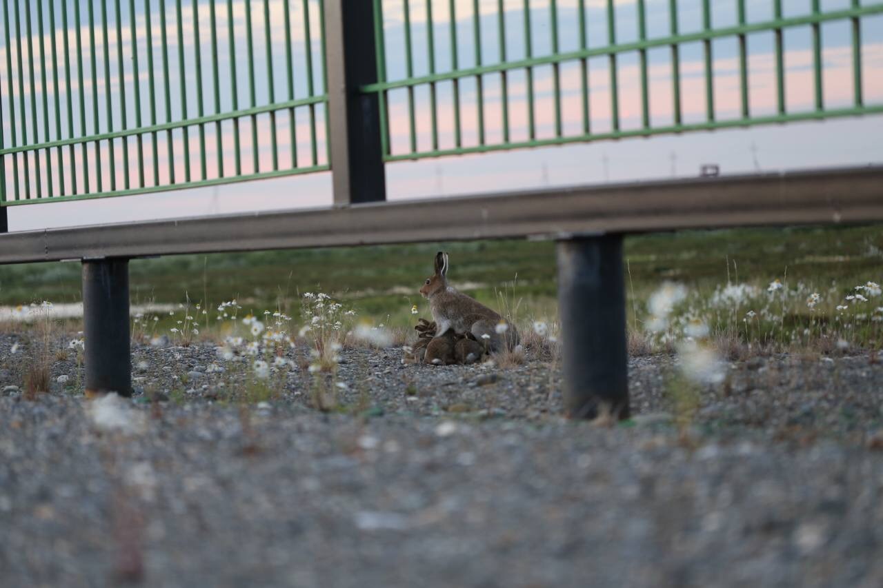 Beyond the Arctic Circle. - Tundra, Animals, The photo, Watch, hare, Longpost