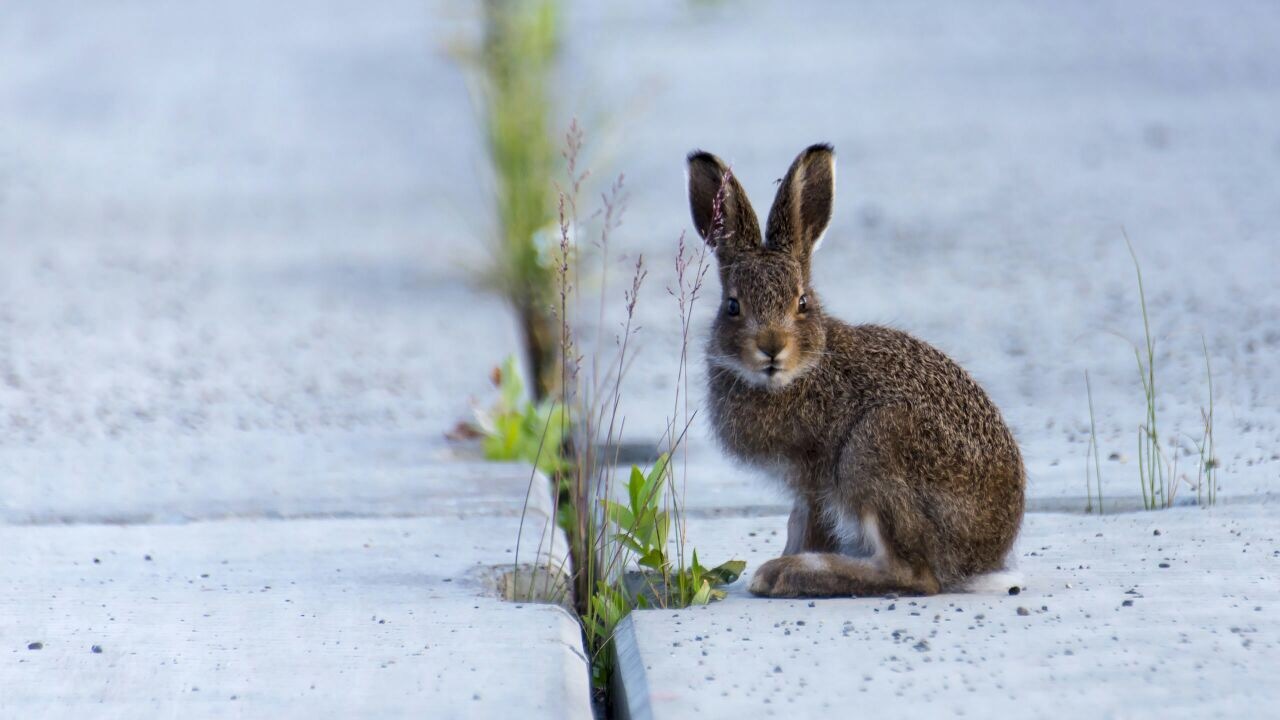 Beyond the Arctic Circle. - Tundra, Animals, The photo, Watch, hare, Longpost