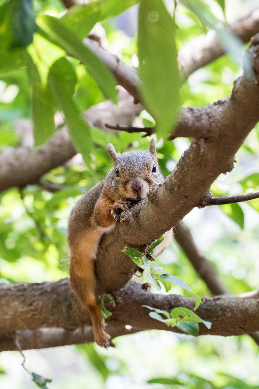 Squirrel in the park! - Squirrel, Animals, Interesting, Funny