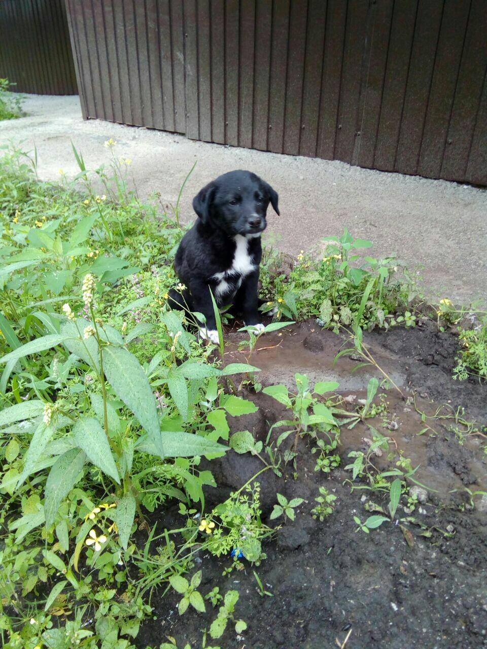 The power of peek-a-boo Irkutsk I appeal to you, kind people, help to attach two puppies. - My, The strength of the Peekaboo, Help, Irkutsk, Dog, Trouble, Heart, Longpost