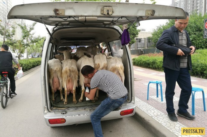 Truly fresh milk - Milk, Small business, Good idea