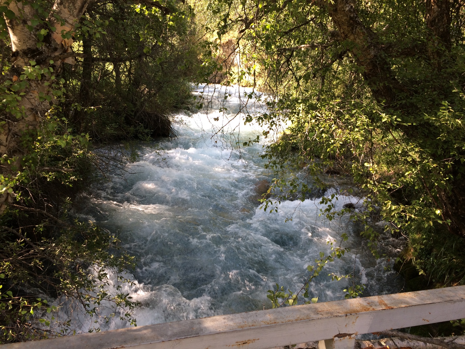 Hiking in the mountains in the Sairam-Ugam reserve. - My, Hike, The mountains, , Longpost, Tag