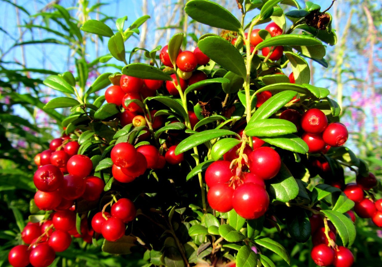 Cowberry - My, Cowberry, Goji berries, Berries, Summer, Today