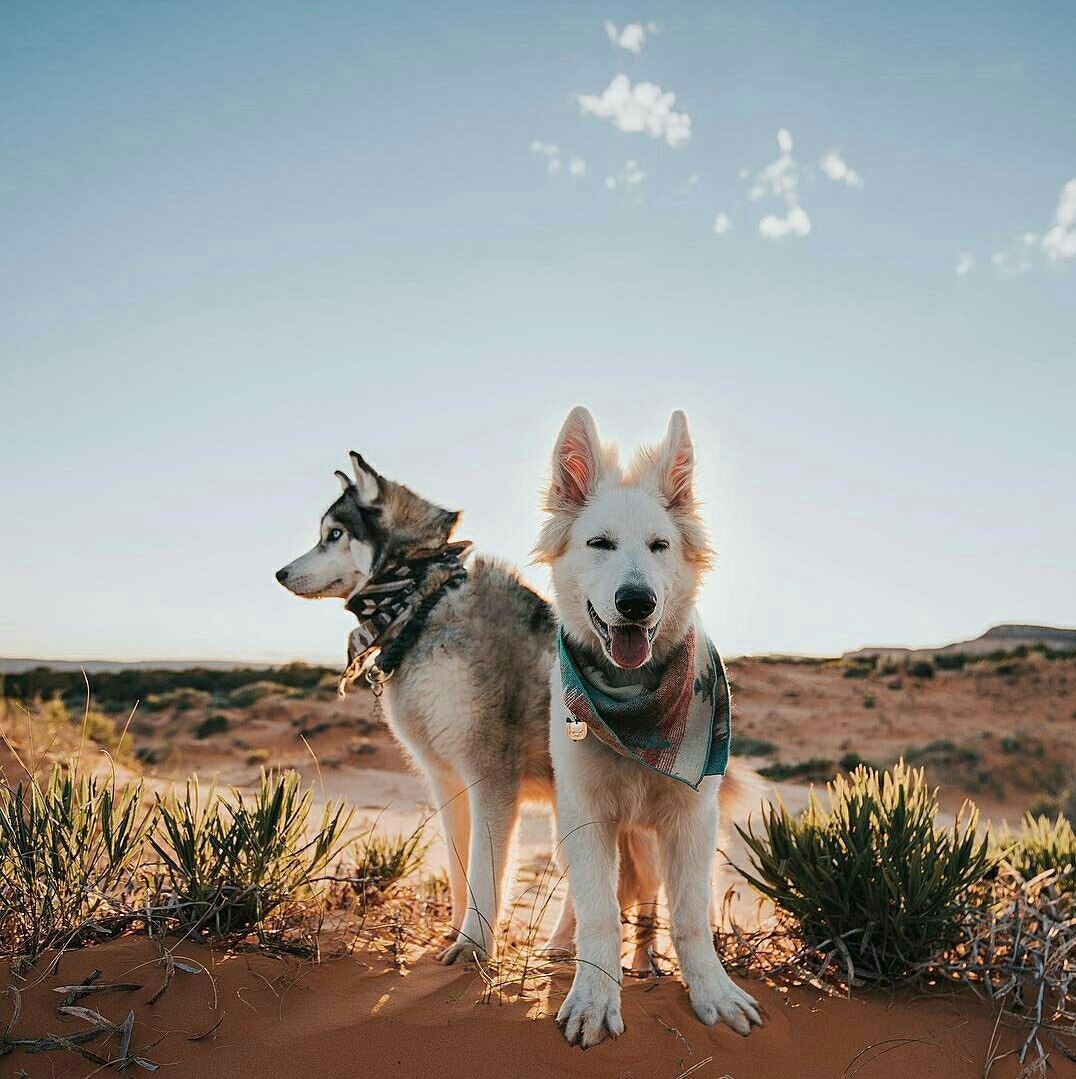 Friends - The photo, Dog, Husky, Longpost