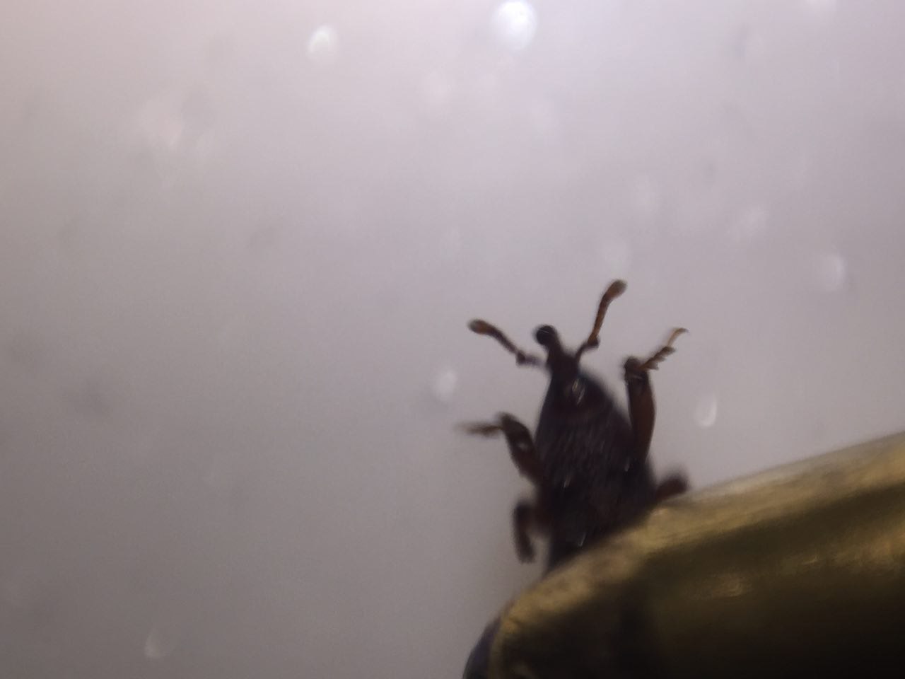 Bug? - My, Insects, House insect, Abomination