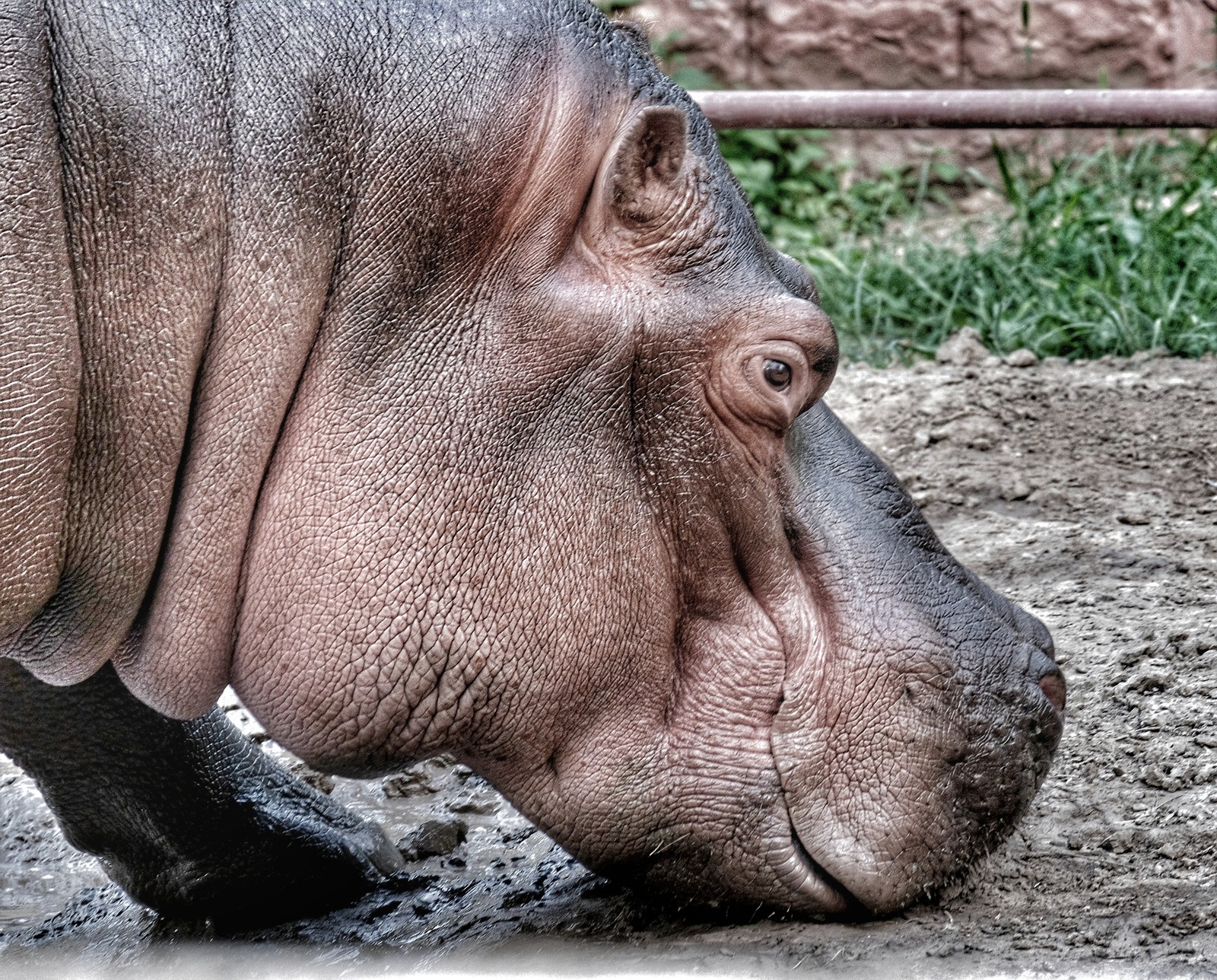 Giants of the Almaty Zoo - My, My, Zoo, Longpost, Almaty