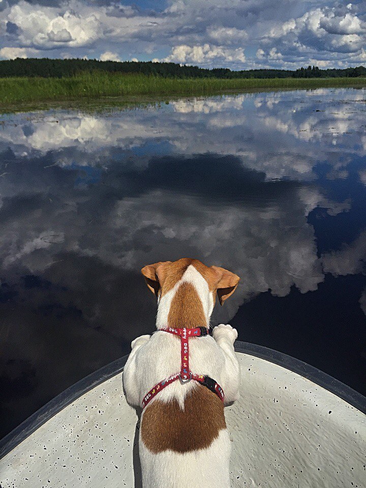 Captain - My, Dog, Lake, Relaxation, A boat