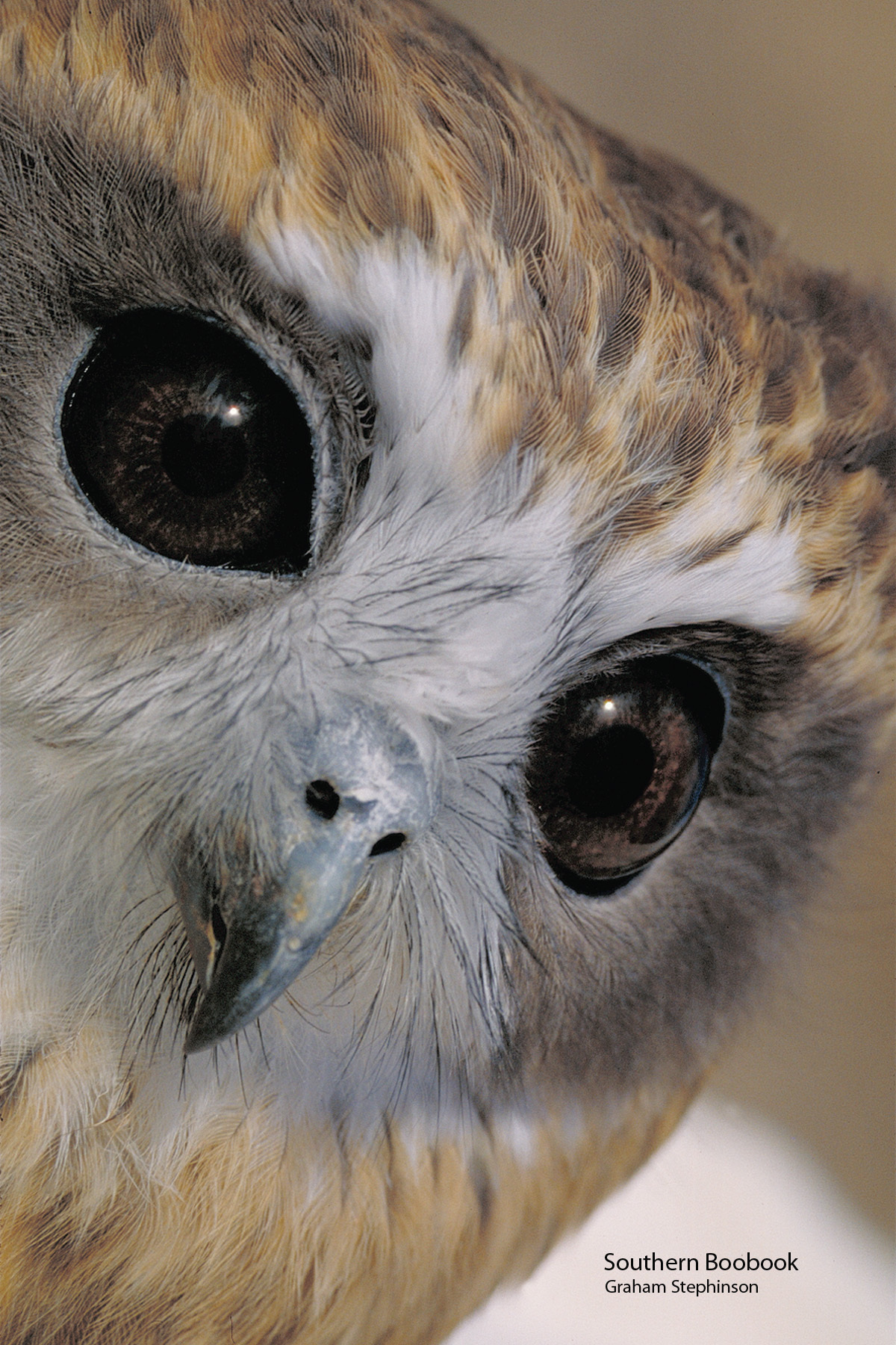 Eyes - Birds, Owl, Eyes, , The photo