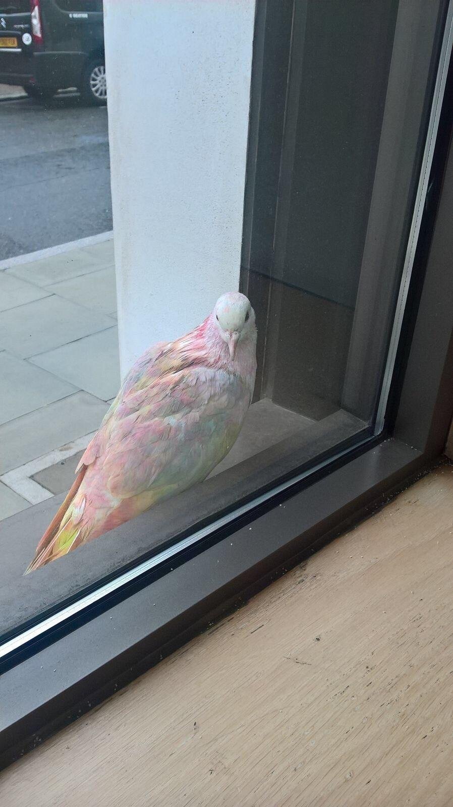 rainbow dove - Pigeon, Unusual