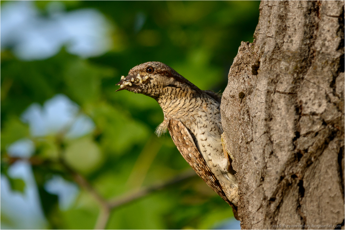 Wryneck - , Wryneck, Woodpeckers, Longpost, Video