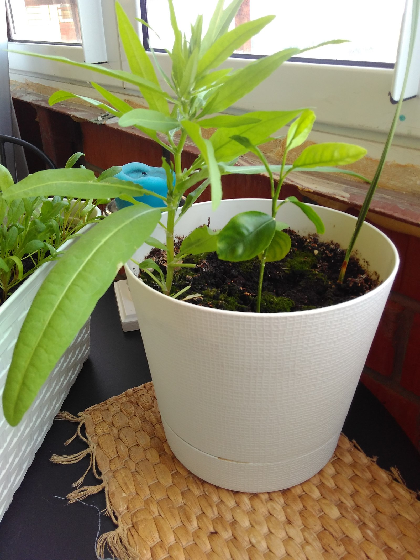 Who can help identify - My, Plants, Vegetable garden on the windowsill, Help