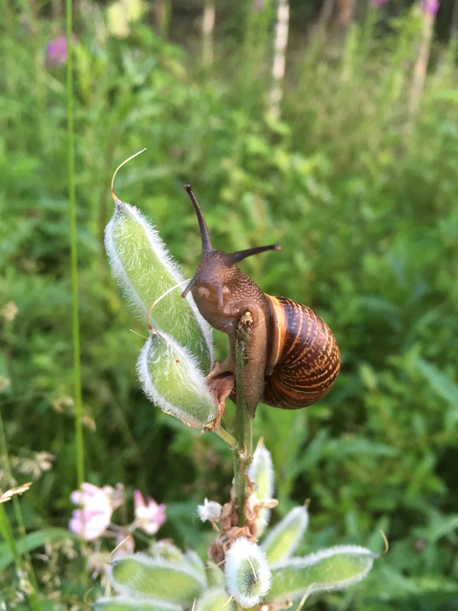 What do you want? - My, The photo, Snail, Leningrad region, Animals