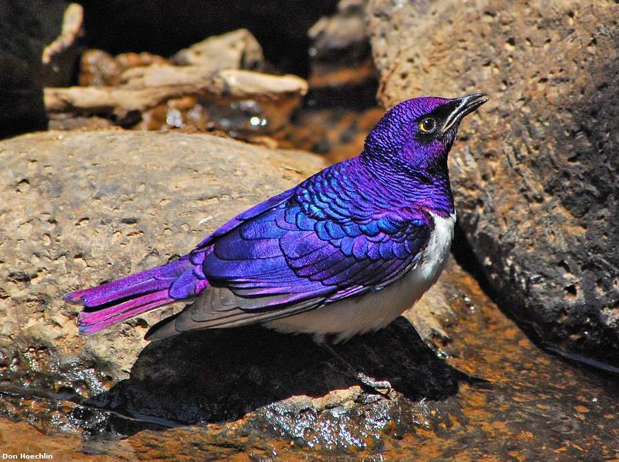 Amethyst Starling - Birds, The photo, Amethyst